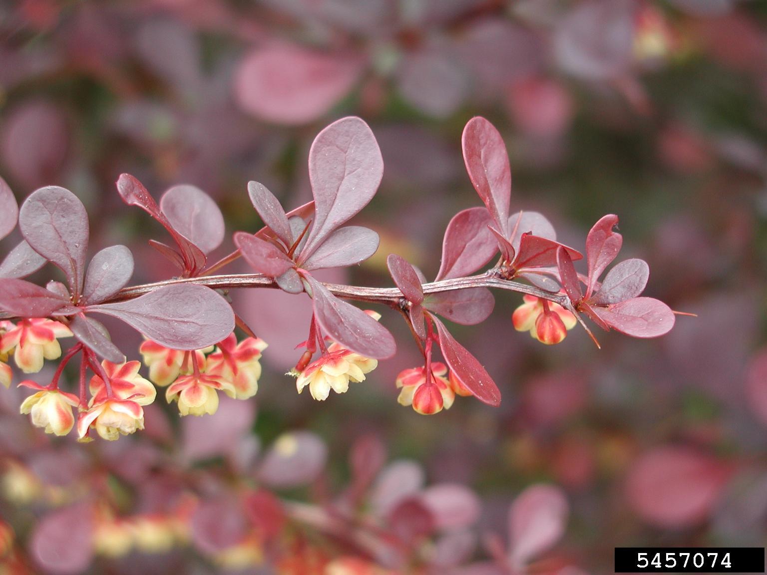 japanese barberry | woody invasive species of the great lakes basin