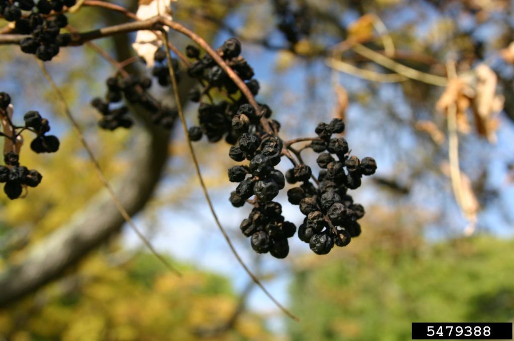 Fruto da árvore de cortiça de Amur