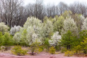 Callery pear forms thickets in disturbed areas and sometimes in higher quality habitats, which are readily identifiable in spring by their white flowers (Photo: Will Parson/Chesapeake Bay Program )
