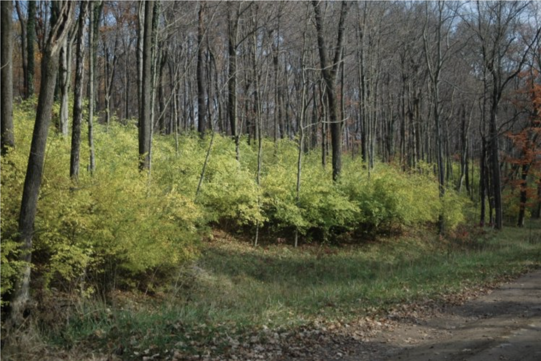 Fall Identification of Woody Invasives
