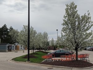 Cultivars of Callary pear (Pyrus calleryana) are still fixtures at big box stores - both for sale and as part of the landscaping. Photo: Clair Ryan, MIPN)