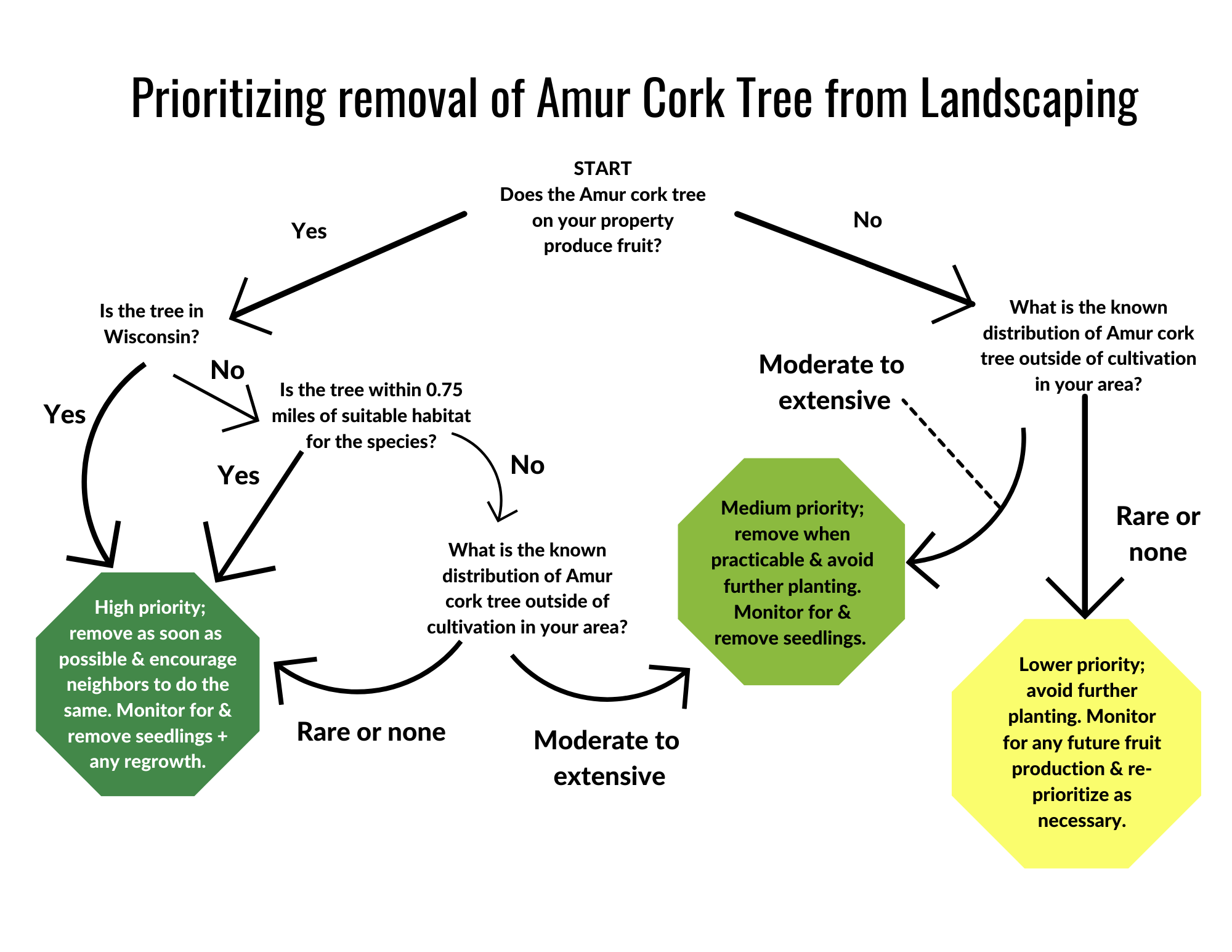 Amur cork tree decision tree