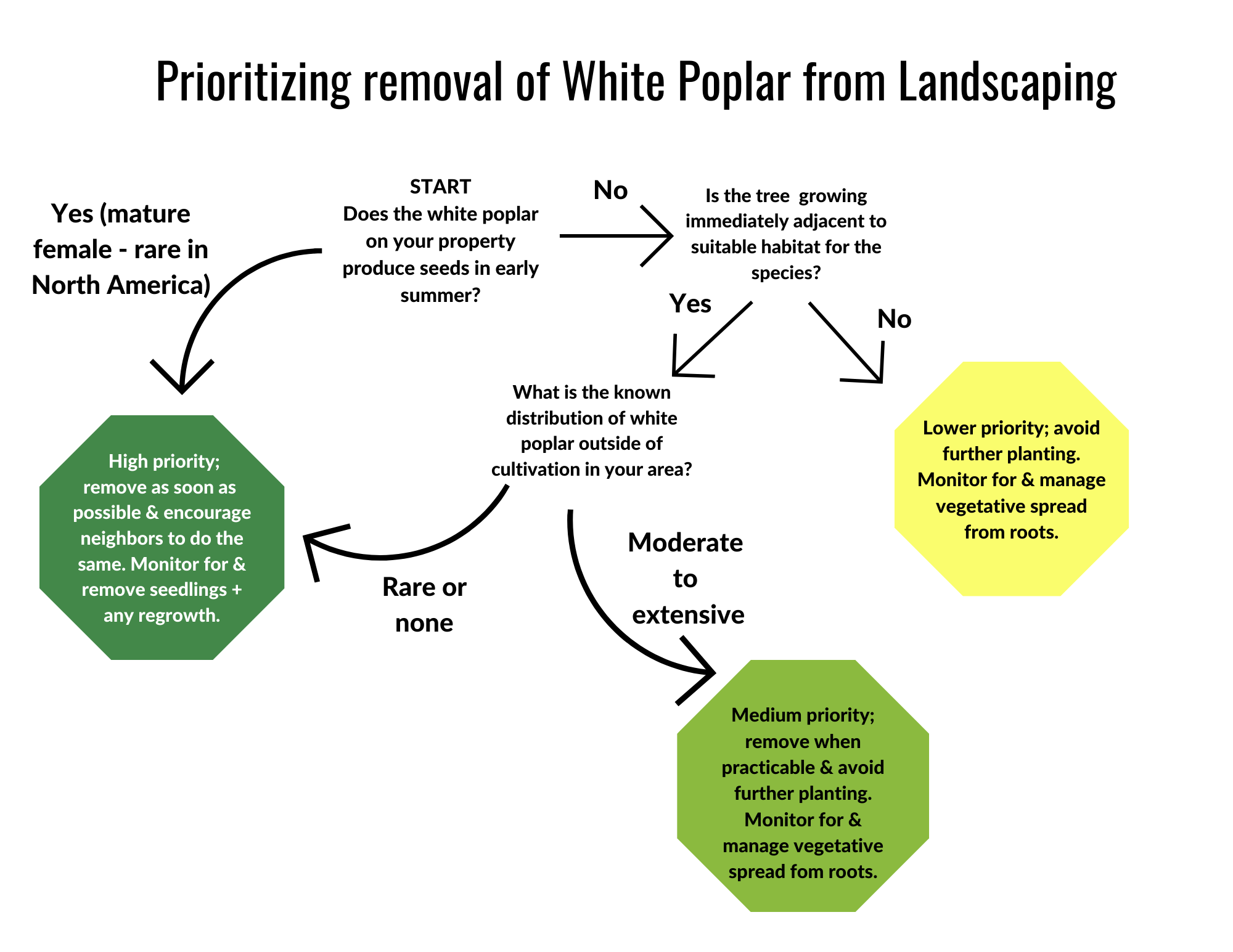 removal decision tree for white poplar