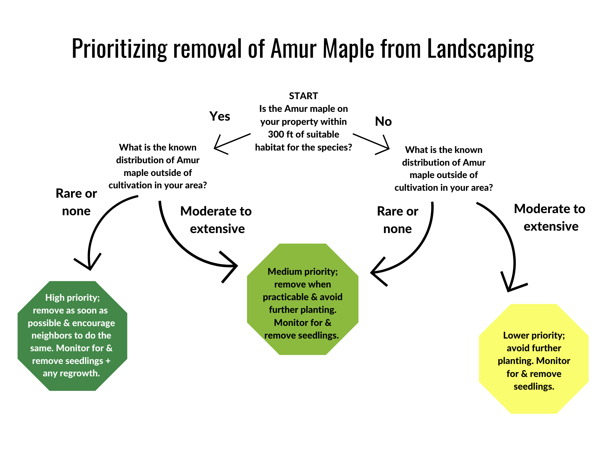 Amur maple decision tree