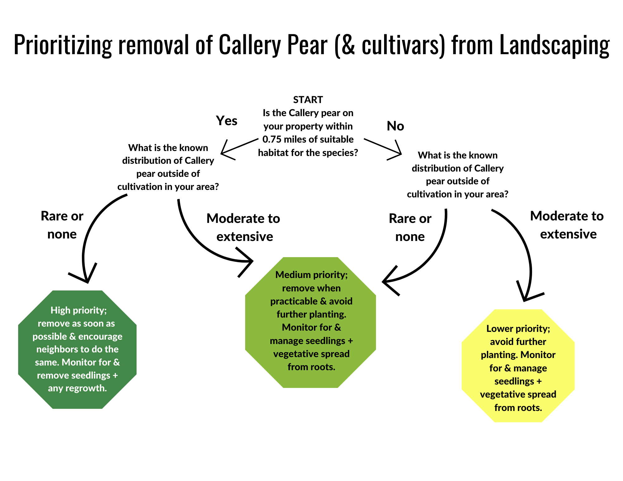 Callery pear removal decision tree