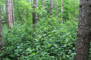Buckthorn thickets smothering other understory vegetation and seedlings.