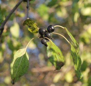Buckthorn purgative berries to be removed prior to management.
