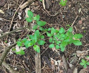 Young buckthorn plants invading a disturbed area with no previous vegetation cover.
